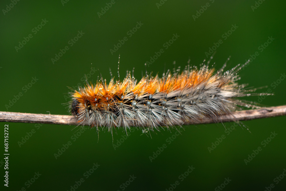 Macro shots, Beautiful nature scene. Close up beautiful caterpillar of butterfly Macro shots, Beautiful nature scene. Close up beautiful caterpillar of butterfly