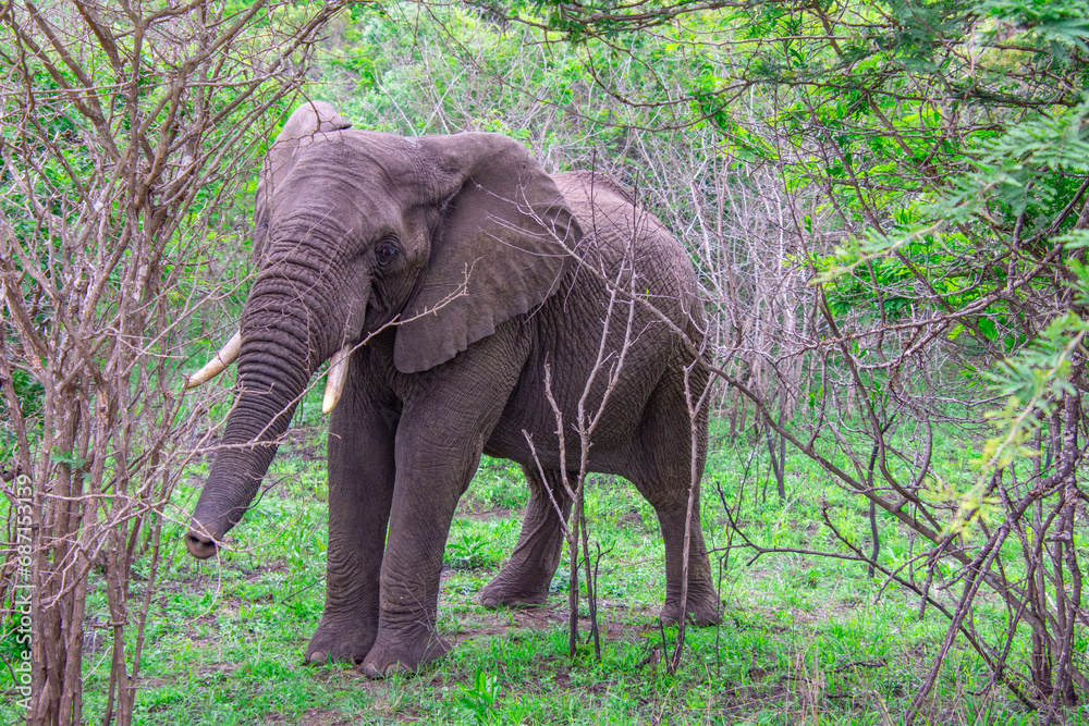 Beautiful wild elephant in her natural habitat in South Africa Beautiful wild elephant in her natural habitat in South Africa