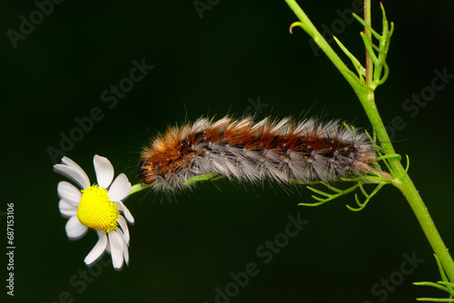 Macro shots, Beautiful nature scene. Close up beautiful caterpillar of butterfly