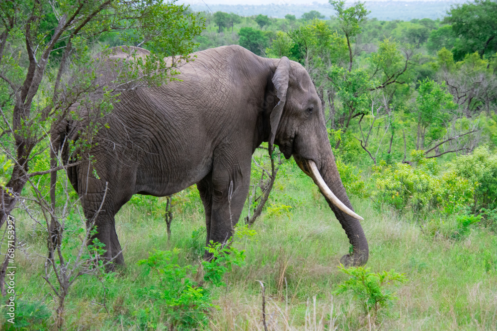 Fototapeta premium Beautiful wild elephant in her natural habitat in South Africa