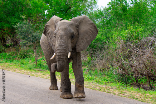 Beautiful wild elephant in her natural habitat in South Africa