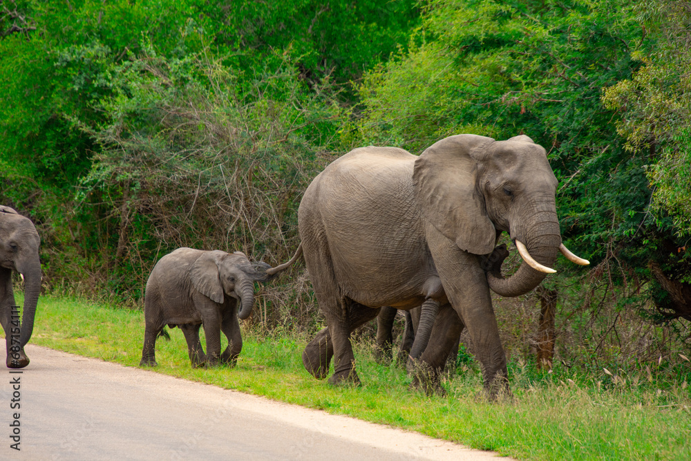 Fototapeta premium Beautiful wild elephant in her natural habitat in South Africa