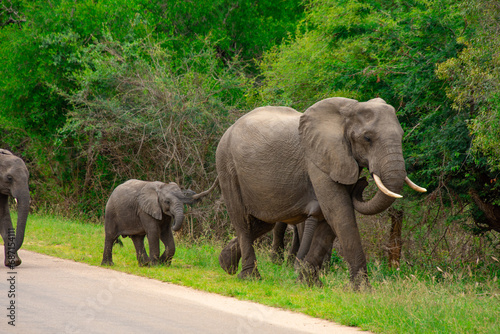 Beautiful wild elephant in her natural habitat in South Africa