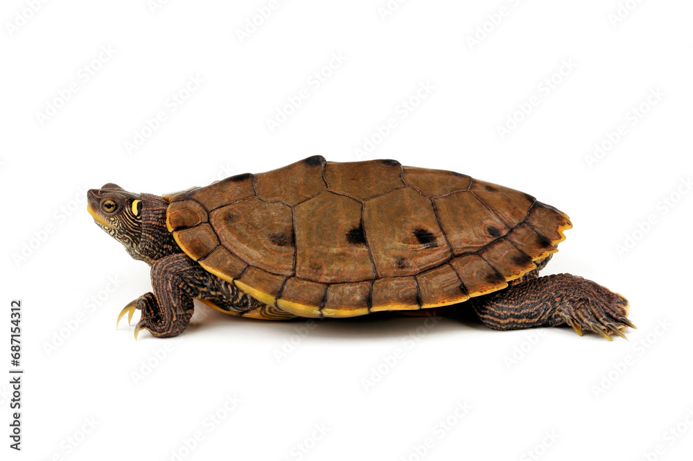 Fototapeta premium Sabine Map Turtle // Sabine-Höckerschildkröte (Graptemys sabinensis / Graptemys ouachitensis sabinensis) 