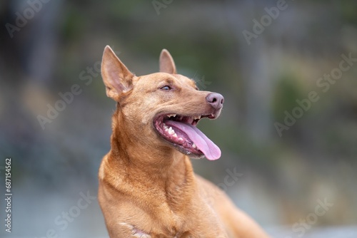 kelpie dog in the australian bush in a park