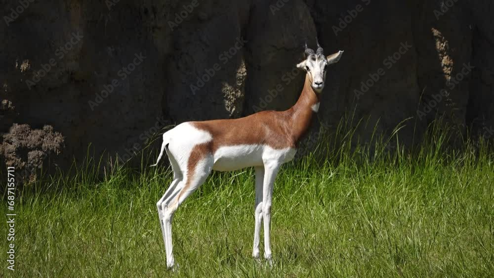 dama gazelle (nanger dama) in natural habitat dama gazelle (nanger dama) in natural habitat