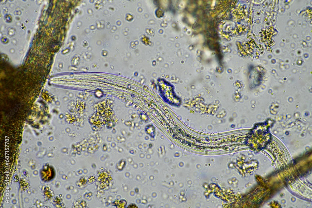 soil microorganisms including nematode, microarthropods, micro ...