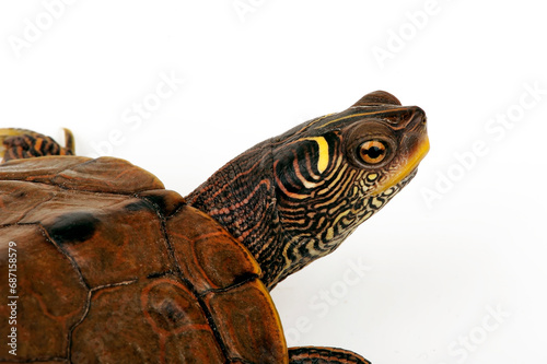 Sabine-Höckerschildkröte // Sabine Map Turtle (Graptemys sabinensis / Graptemys ouachitensis sabinensis) 