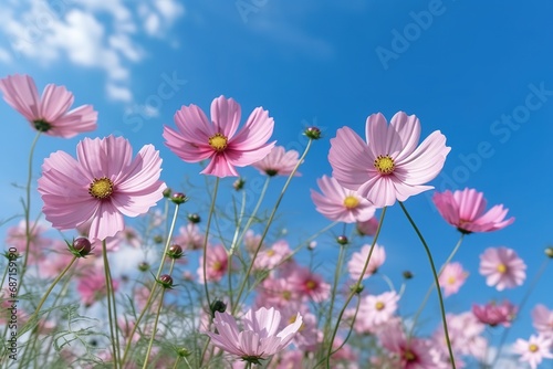 Beautiful pink cosmos flowers against the blue sky illustration. Ai generative.