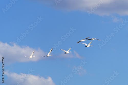 青空を飛ぶ白鳥