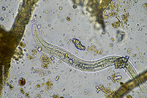 microorganisms and soil biology, with nematodes and fungi under the microscope. photo
