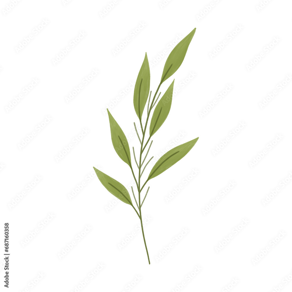 Green leaves . Botanical illustration Green leaves . Botanical illustration