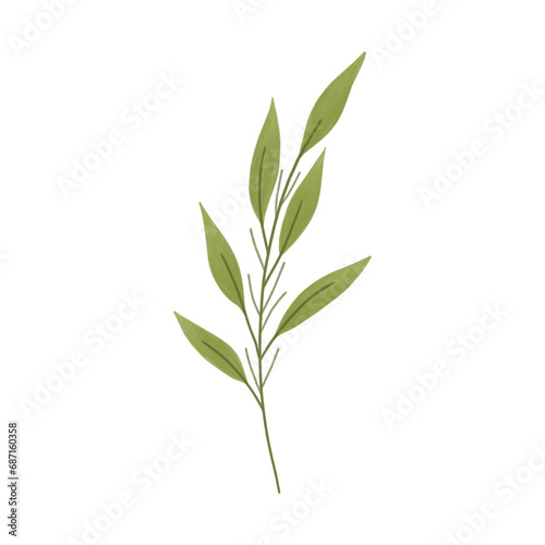 Green leaves . Botanical illustration