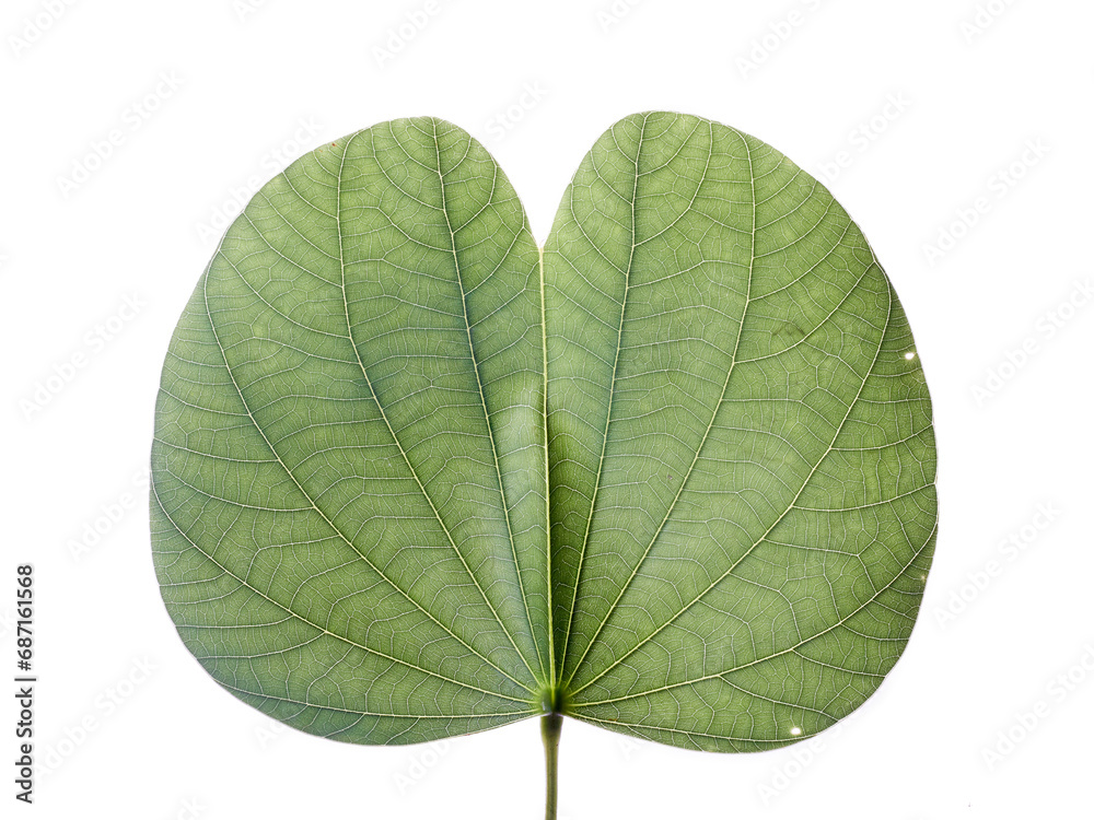 Obraz premium Orchid tree (Bauhinia variegata) leaf in white background 