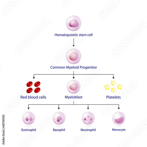 Hematopoiesis cell type scheme, stem cell, common myeloid progenitor, red blood cells, platelets, myeloblast, Basophil, neutrophil, eosinophil, monocyte, dendritic cell, macrophage. Vector design.