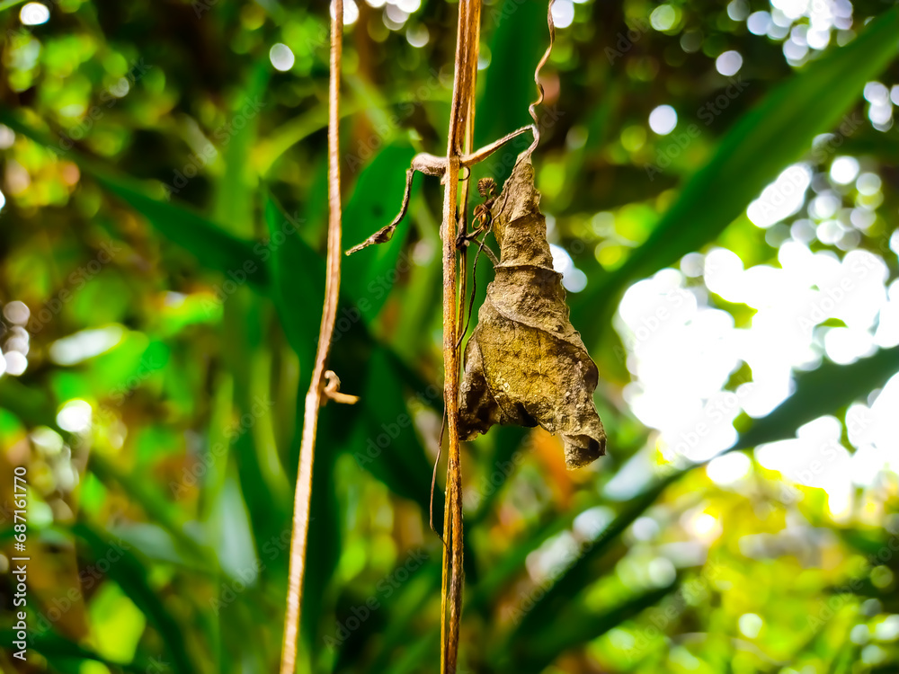 Fototapeta premium moth on a tree