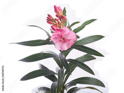 pink Oleander (Nerium oleander) flower and leaves 