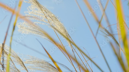 ススキの穂