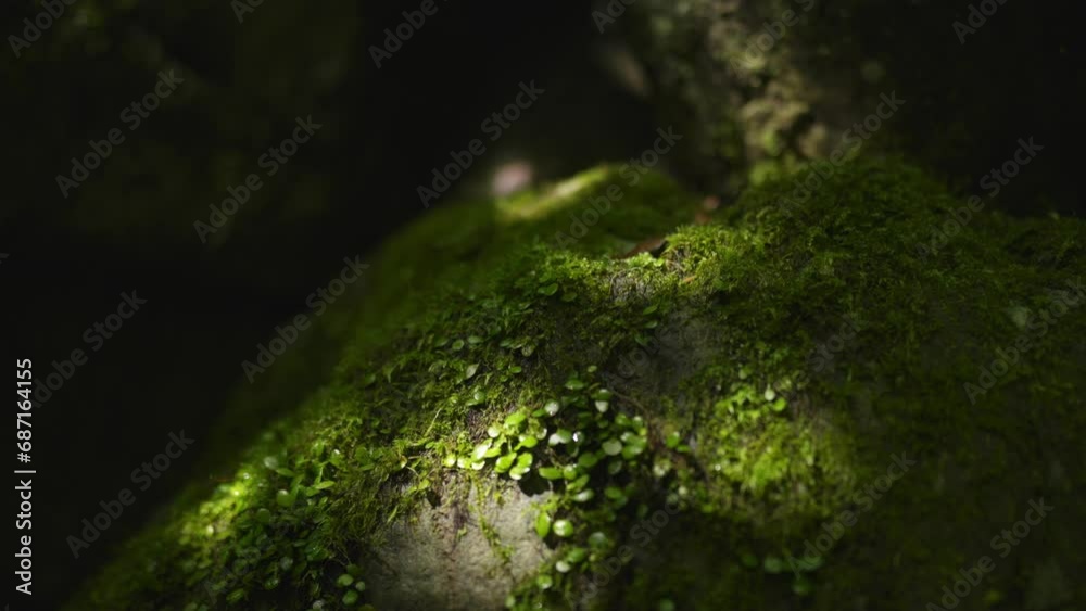 太陽王に照らされる岩と苔の緑 太陽王に照らされる岩と苔の緑