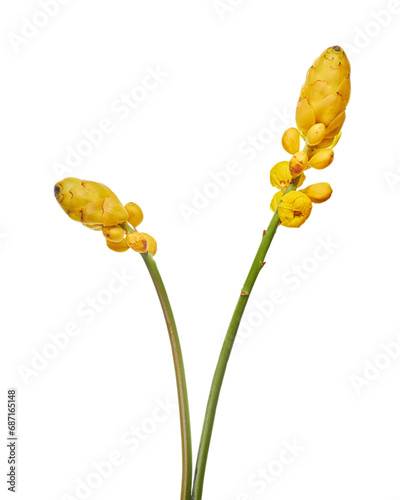 candle shape yellow flower isolated on white