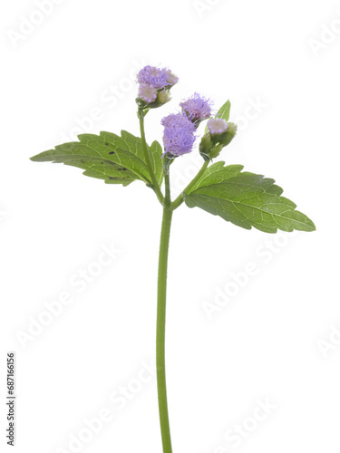 detail of wild purple flower isolated white 