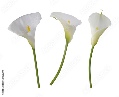 three isolated flowers of white calla
