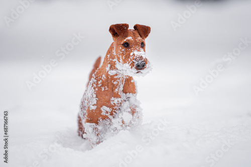 Fototapeta Naklejka Na Ścianę i Meble -  Beautiful irish terrier playing outdoor in the snow, winter mood and blurred background