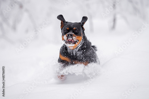 Beautiful rottweiler playing outdoor in the snow, winter mood and blurred background