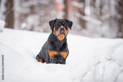 Beautiful rottweiler portrait outdoor in the snow, winter mood and blurred background