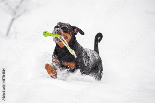 Beautiful rottweiler playing outdoor in the snow  winter mood and blurred background