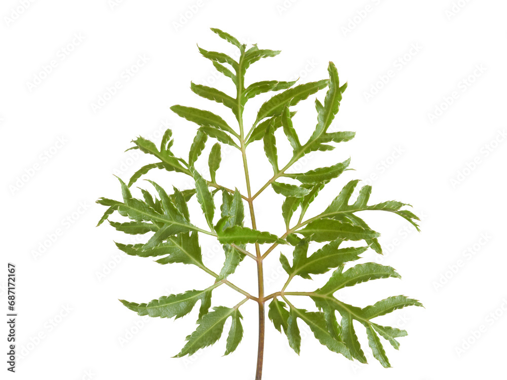 Fototapeta premium Ming aralia leaf detail isolated on white