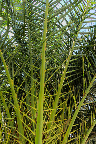 Texture of palm leaves on a living palm tree