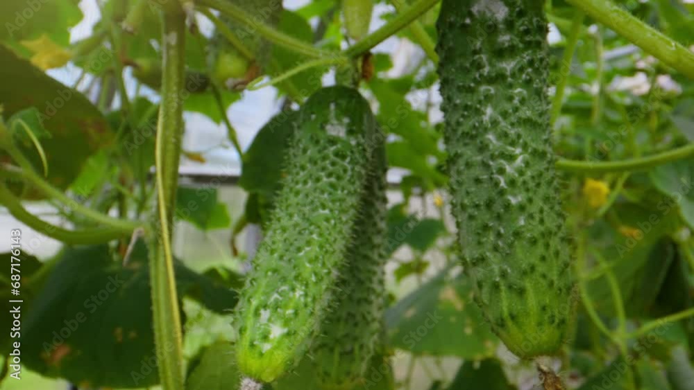 Fresh young cucumbers in a greenhouse. Fresh young cucumbers in a greenhouse.