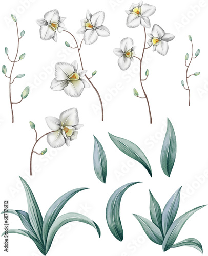 A set of vector illustrations of orchid flowers  elements suitable for patterns  fabrics  scarves and more.