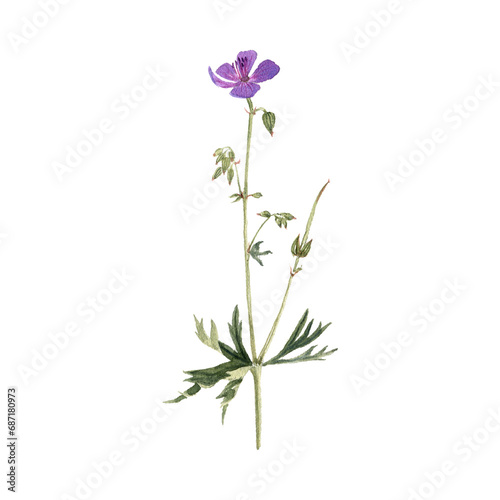 watercolor drawing plant of meadow crane's-bill with green leaves and flowers, Geranium pratense, isolated at white background, natural element, hand drawn botanical illustration