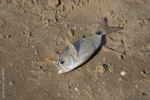Dorado Fish was caught by a fisherman in the sea and lies on the shore covered with sand.