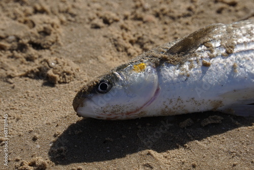 Mullet fish was caught by a fisherman in the sea and lies on the shore covered with sand.