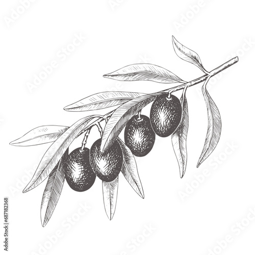 Hand drawn olive tree branch with olive fruit and leaves. Vintage botanical vector illustration isolated on white background. Engraved style. Botanical monochrome sketch in retro engraved style.