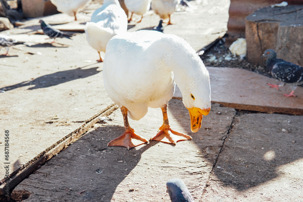 white goose eats food on the farm