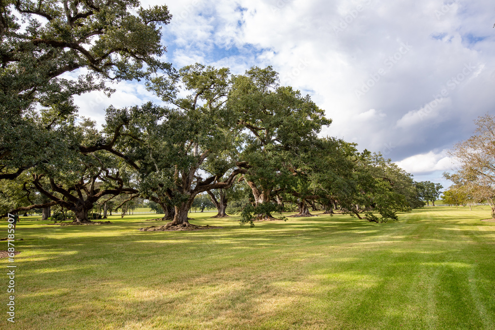 scenic oak alley at the southern plantation house from the times of slavery, USA