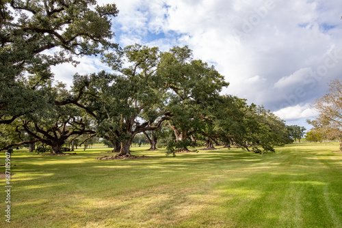 scenic oak alley at the southern plantation house from the times of slavery, USA photo