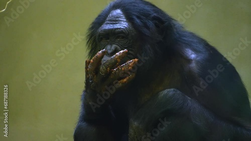 Bonobo monkey eating puke and licking his finger photo