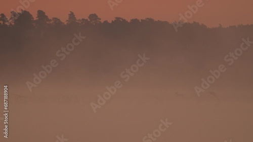 Dawn by a foggy lake with various birds photo
