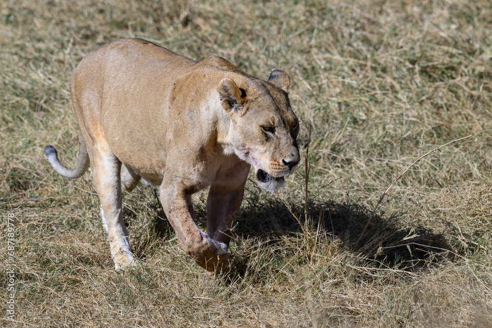 Naklejka premium Lioness walking in Serengeti savannah in dry season, Tanzania