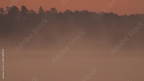 Dawn by a foggy lake with various birds photo