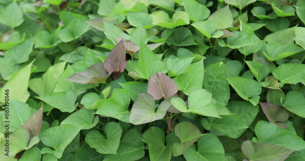 Green sweet potato plants in growth at garden Green sweet potato plants in growth at garden
