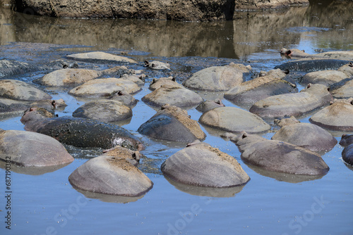 Group of hippopotamus resting in water, Tanzania photo