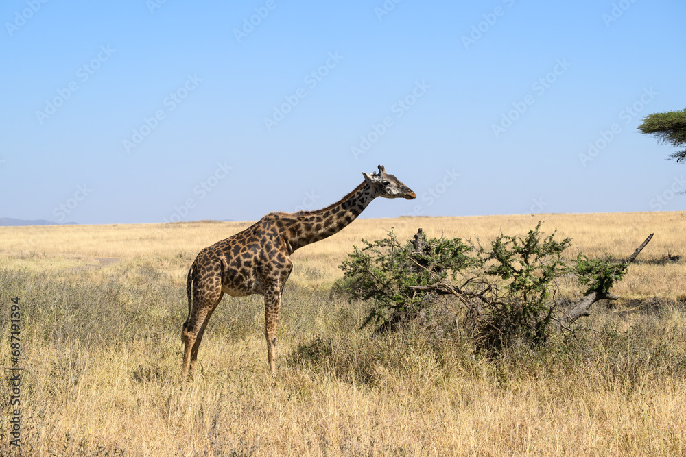 Obraz premium Masai Giraffe foraging in Serengeti Savannah in dry season in Tanzania