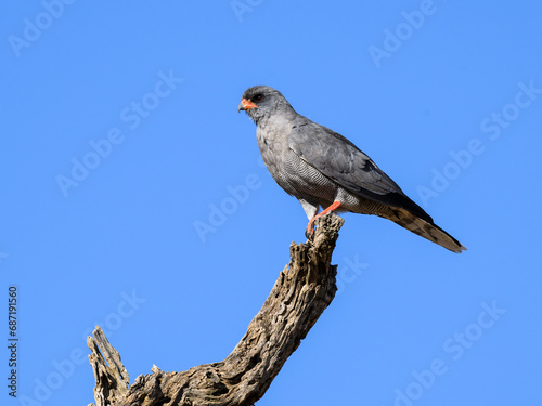 Dark Chanting-Goshawk on snag in Serengeti on blue sky, Tanzania