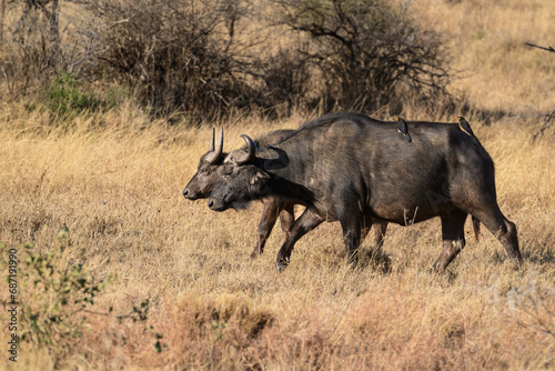 African Buffalos in Serengeti Savannah in dry season in Tanzania